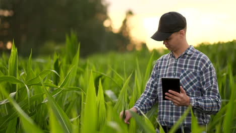 Landwirt-Nutzt-Digitalen-Tablet-Computer-Im-Maisfeld-Moderne-Technologieanwendung-In-Der-Landwirtschaftlichen-Anbautätigkeit-Bei-Sonnenuntergang